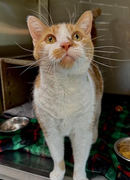 BiBi, ADOPTABLE, Adult Male Domestic Short Hair.