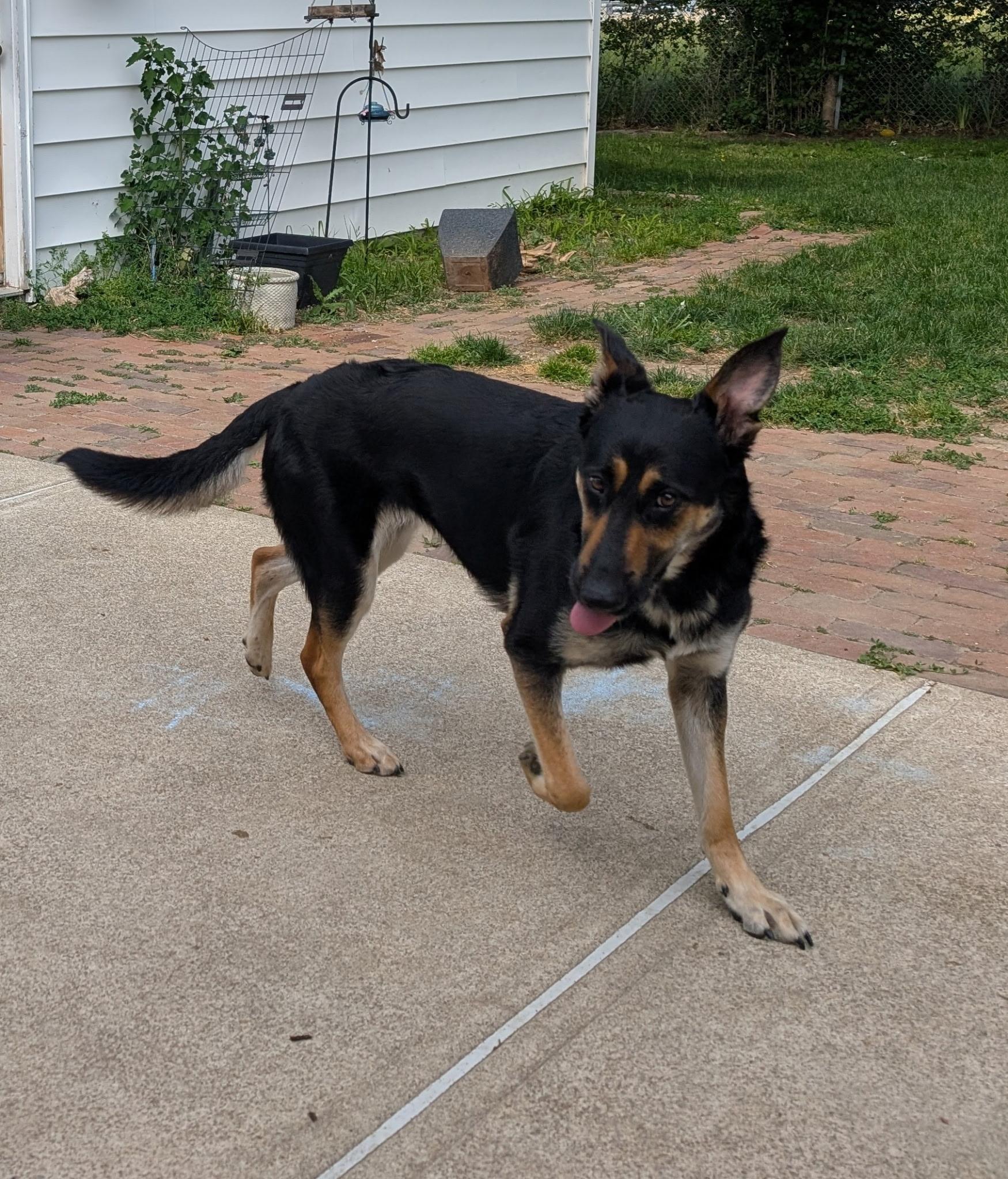 Enlarge [URGENT] Gretchen, a Adoptable mixed breed in Willoughby, OH image 4/4