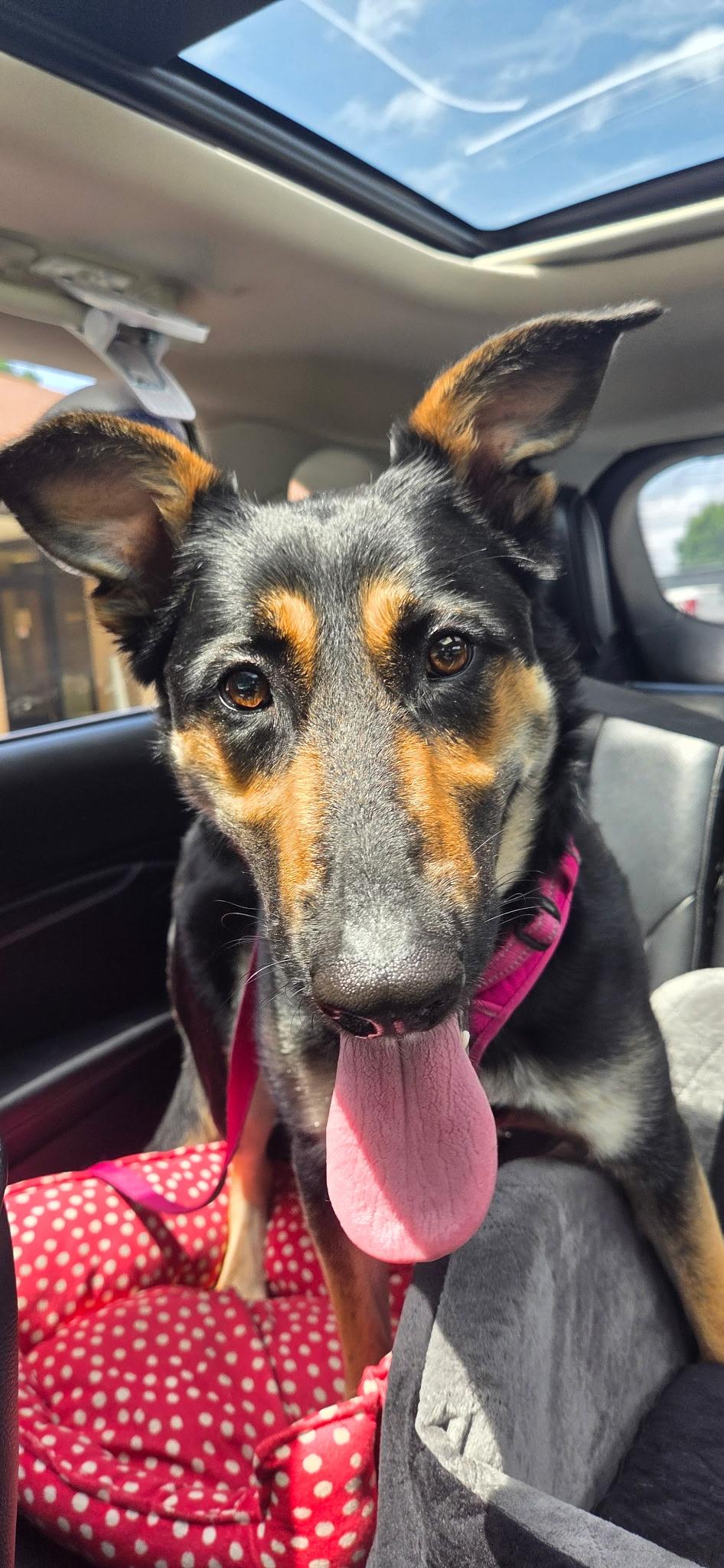 Enlarge [URGENT] Gretchen, a Adoptable mixed breed in Willoughby, OH image 1/4