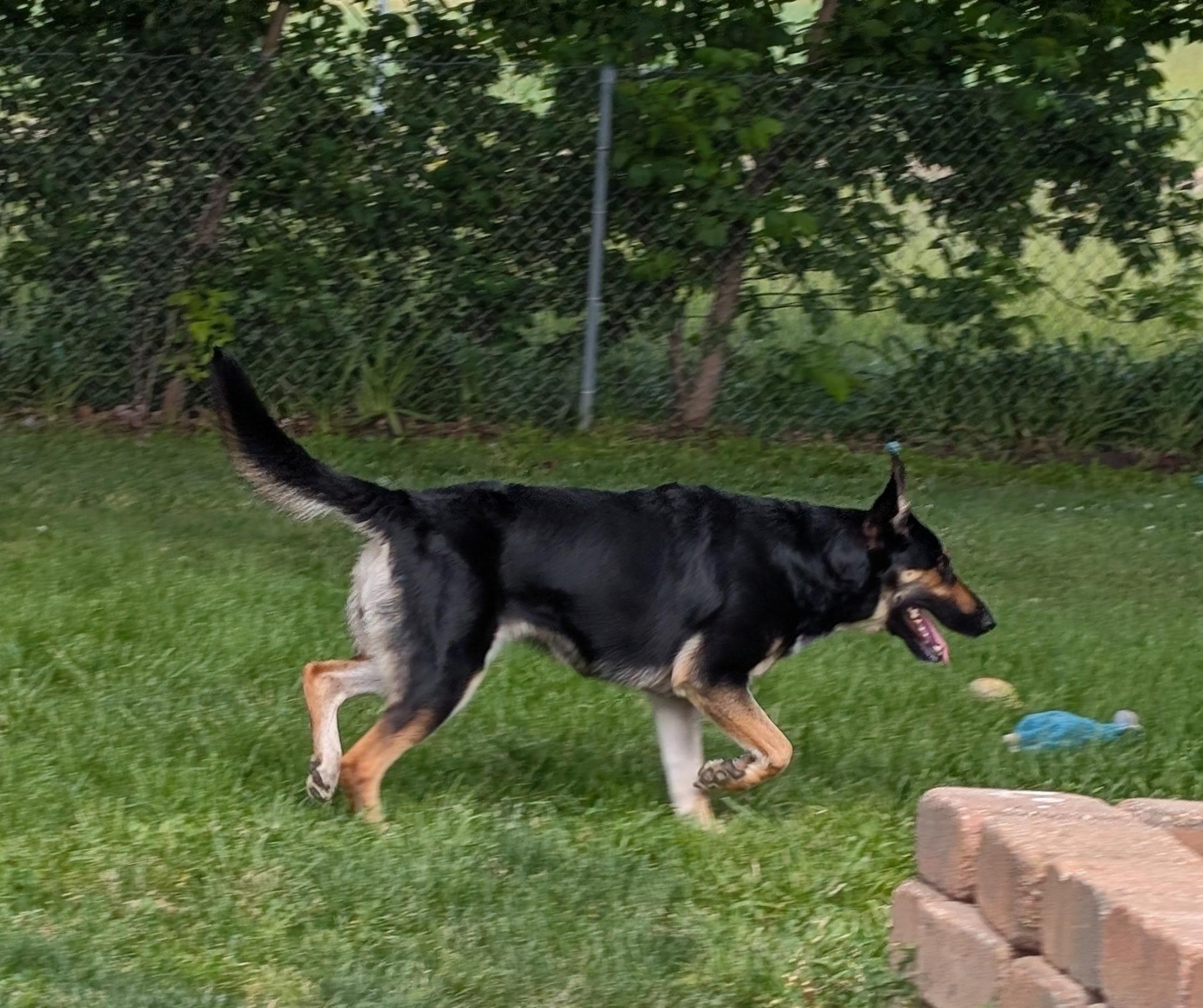 Enlarge [URGENT] Gretchen, a Adoptable mixed breed in Willoughby, OH image 2/4