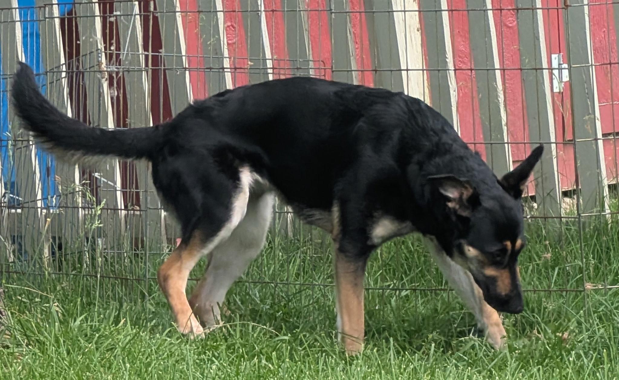 Enlarge [URGENT] Gretchen, a Adoptable mixed breed in Willoughby, OH image 3/4