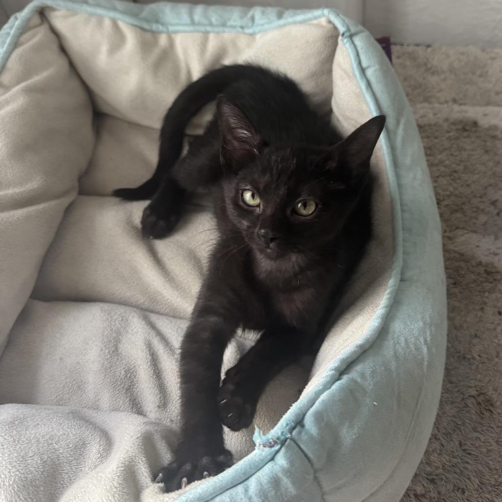 Millie A26-116, Adoptable, Kitten Female Domestic Medium Hair.