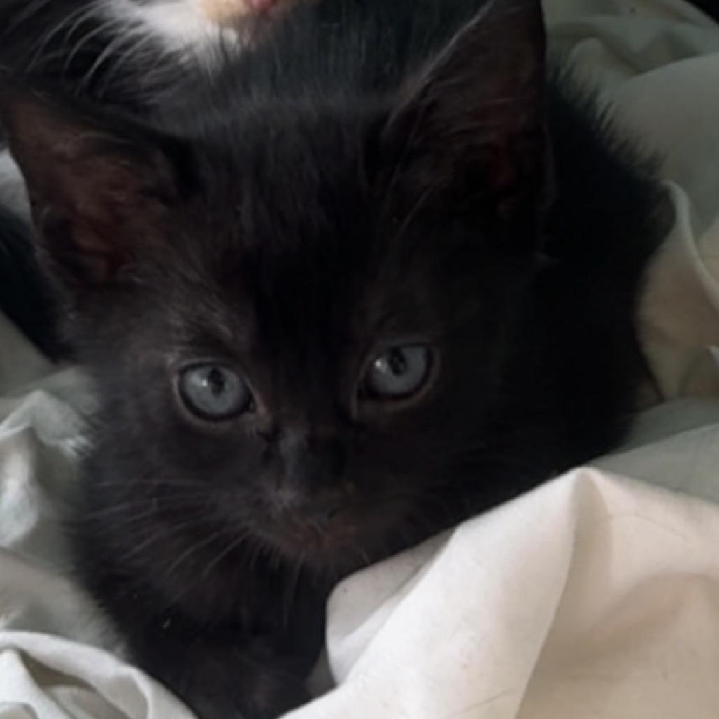 Millie A26-116, Adoptable, Kitten Female Domestic Medium Hair.