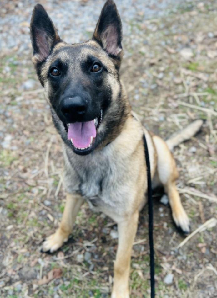 Charlotte, a other mixed breed in Cedarburg, WI image 4/4