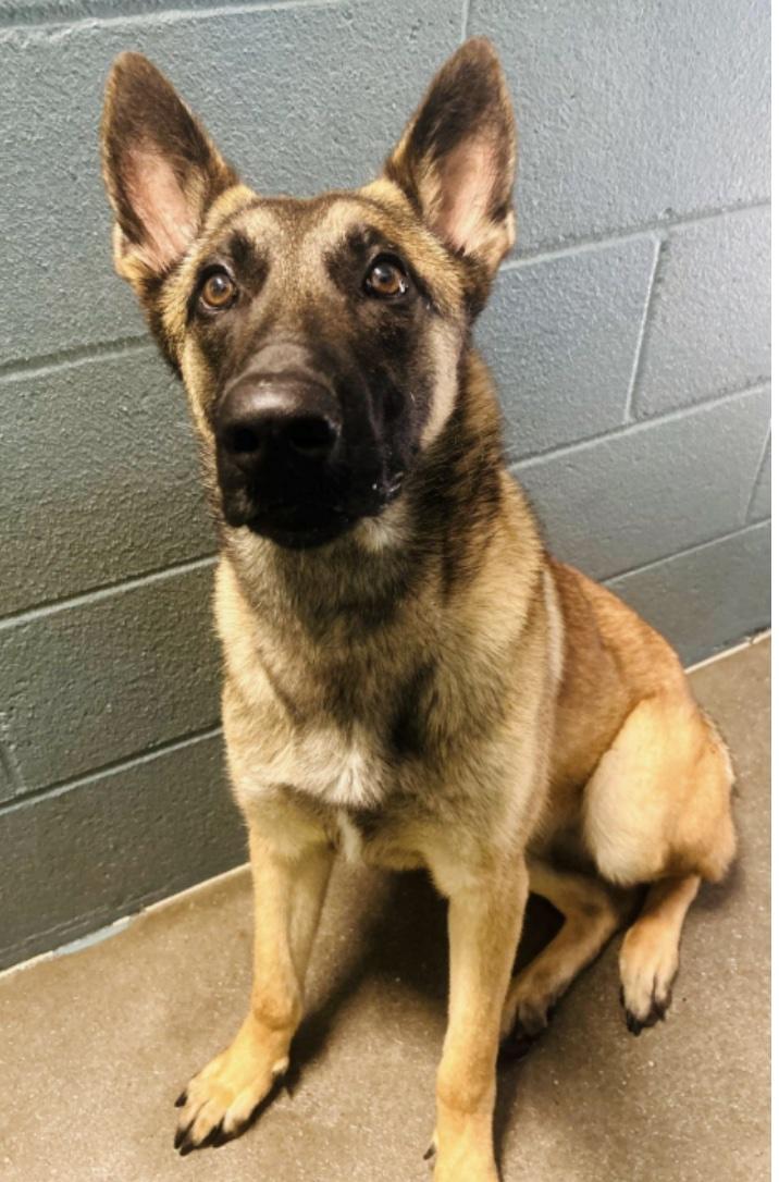 Charlotte, a other mixed breed in Cedarburg, WI image 3/4