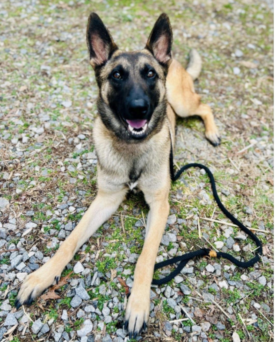 Charlotte, a other mixed breed in Cedarburg, WI image 2/4