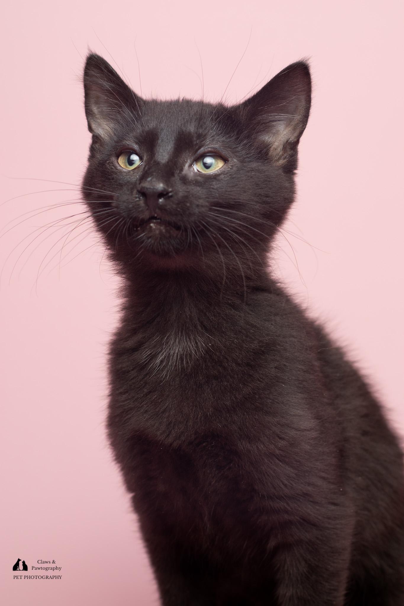 Enlarge Salem @ Fat Cat Cafe, an adopted Domestic Short Hair in Tallahassee, FL image 3/4