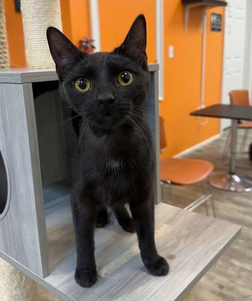 Salem @ Fat Cat Cafe, ADOPTABLE, Kitten Male Domestic Short Hair.