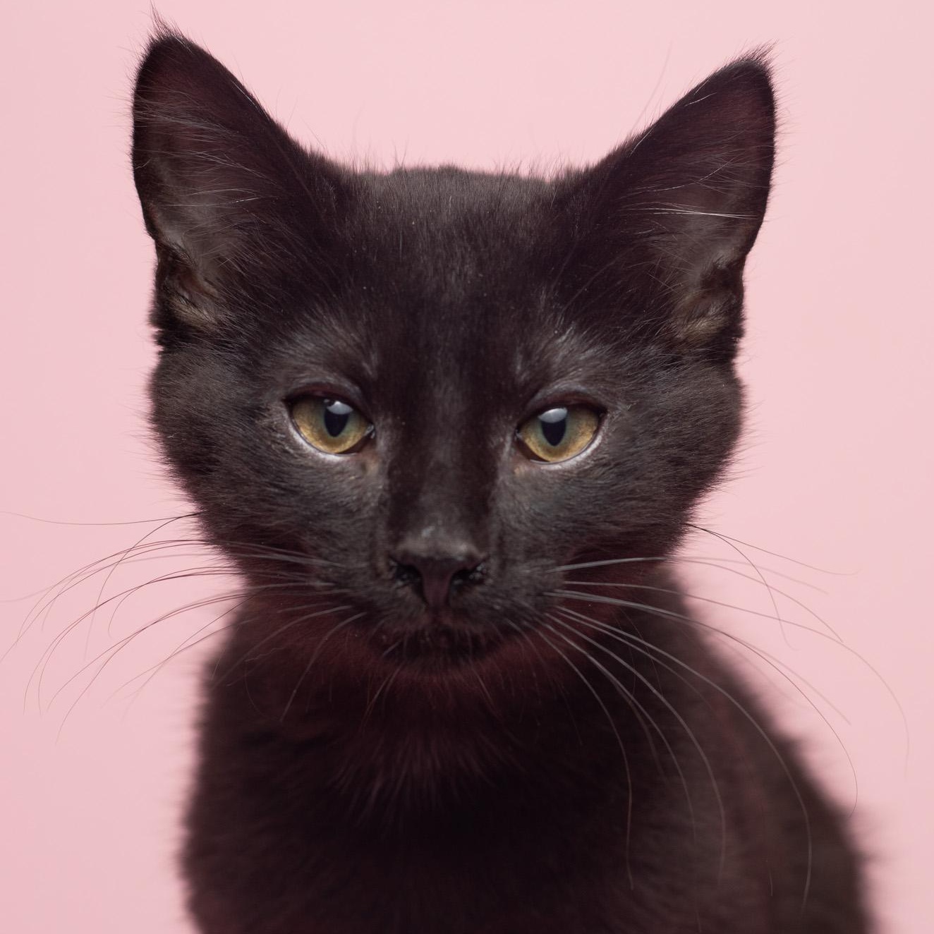 Enlarge Salem @ Fat Cat Cafe, an adopted Domestic Short Hair in Tallahassee, FL image 1/4