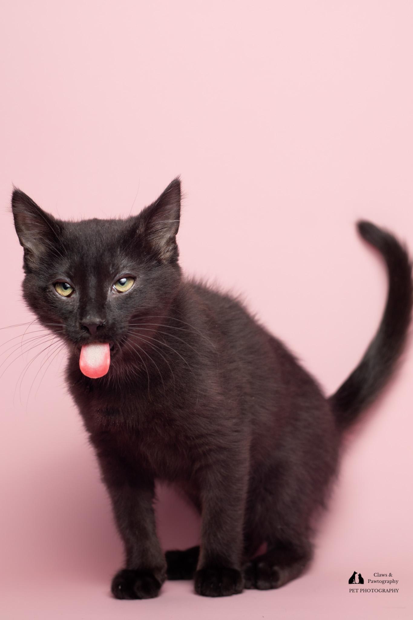 Enlarge Salem @ Fat Cat Cafe, an adopted Domestic Short Hair in Tallahassee, FL image 4/4