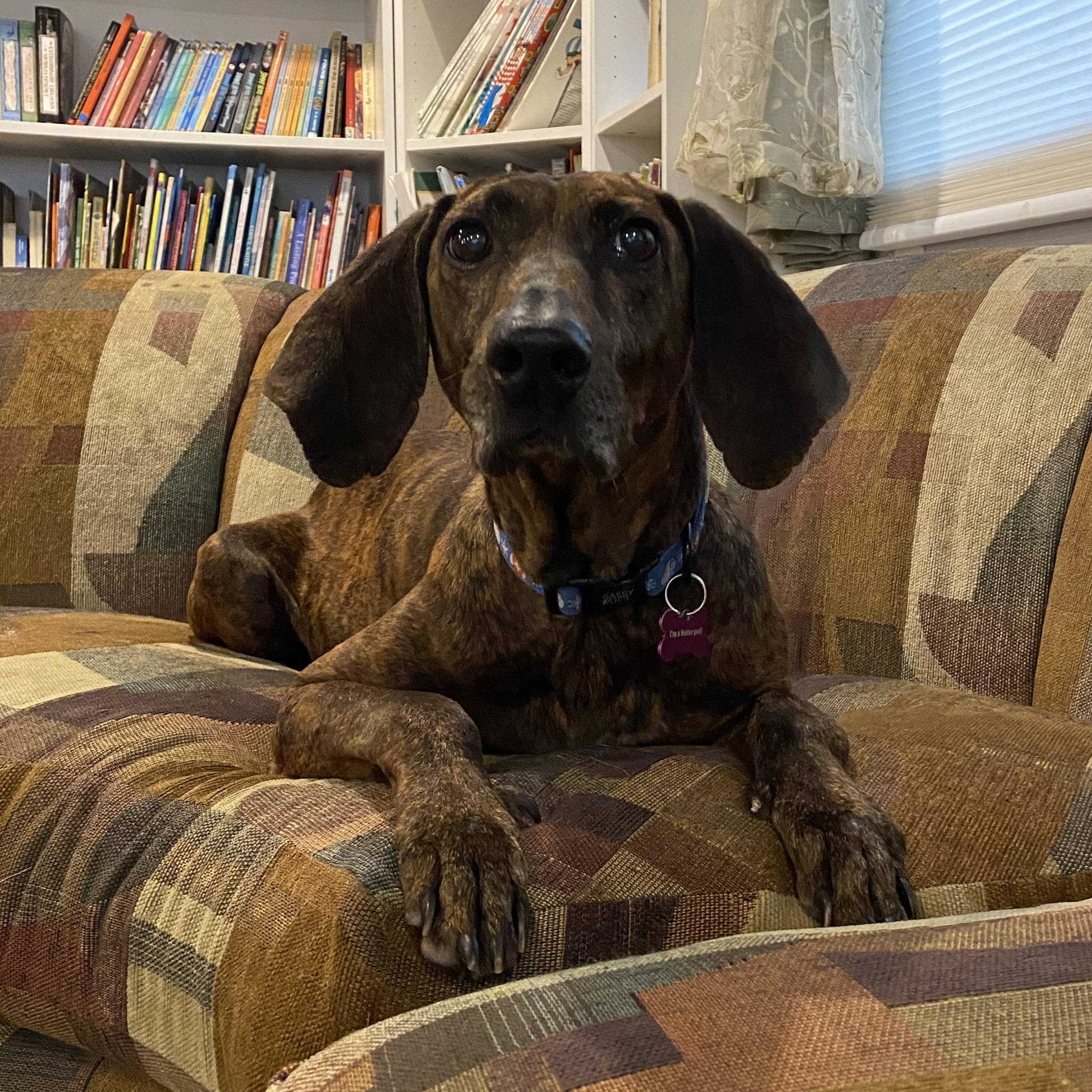 Enlarge Marley, a ADOPTABLE Plott Hound in Bryan, TX image 2/3