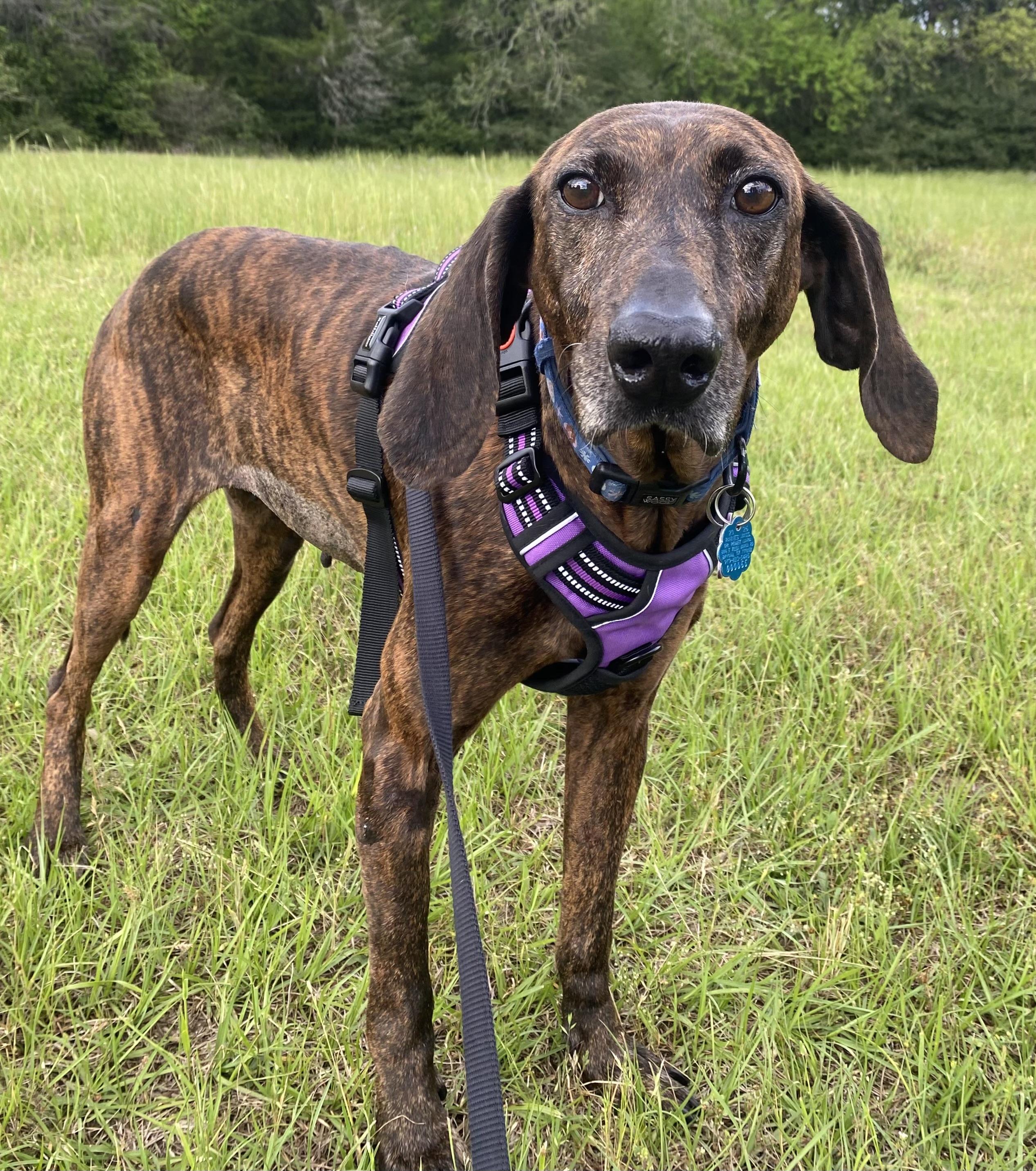 Marley, ADOPTABLE, Adult Female Plott Hound.