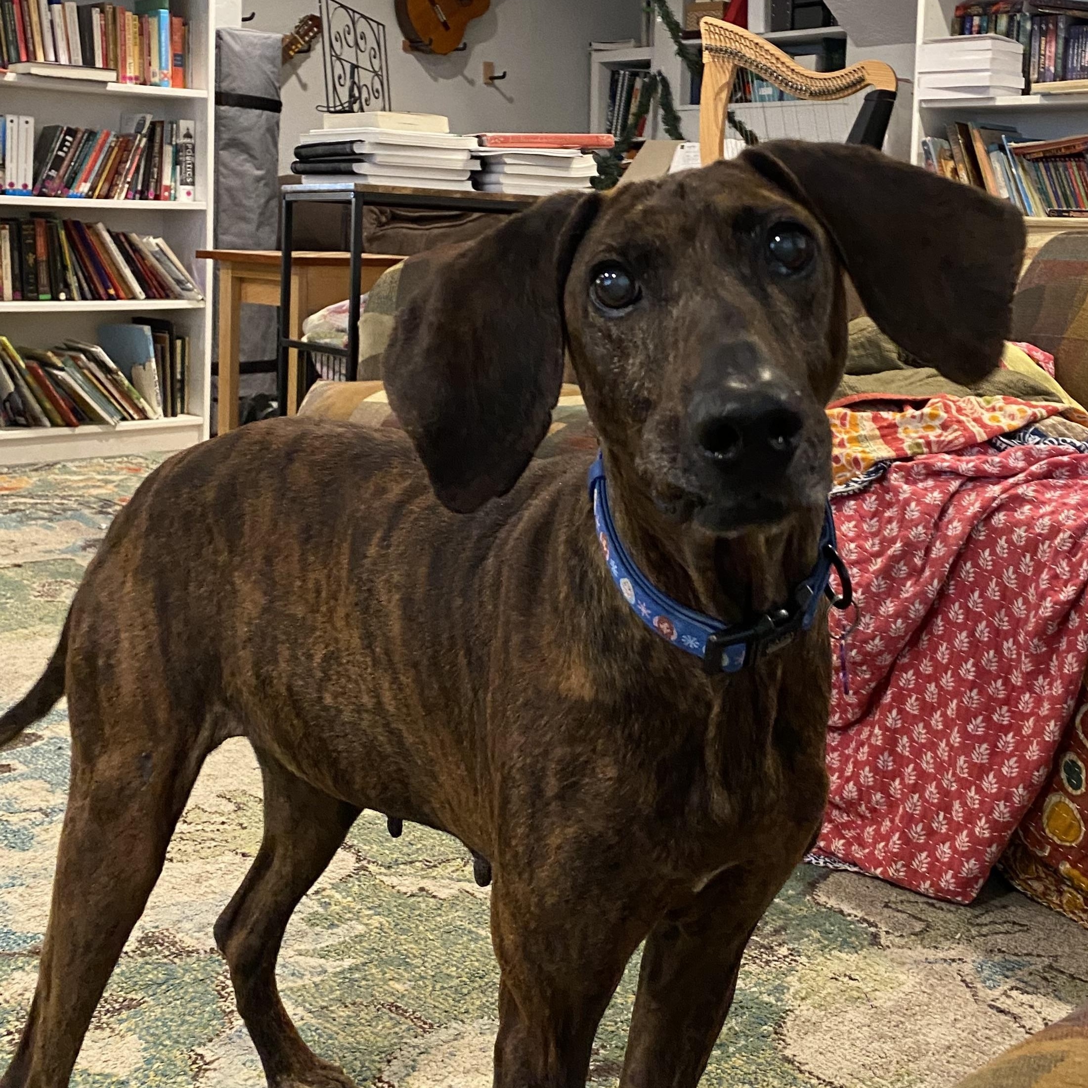 Enlarge Marley, a ADOPTABLE Plott Hound in Bryan, TX image 3/3
