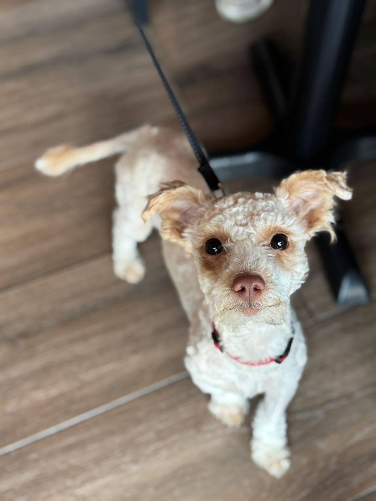 Sadie & Mabel, a ADOPTABLE mixed breed in Los Angeles, CA image 2/6