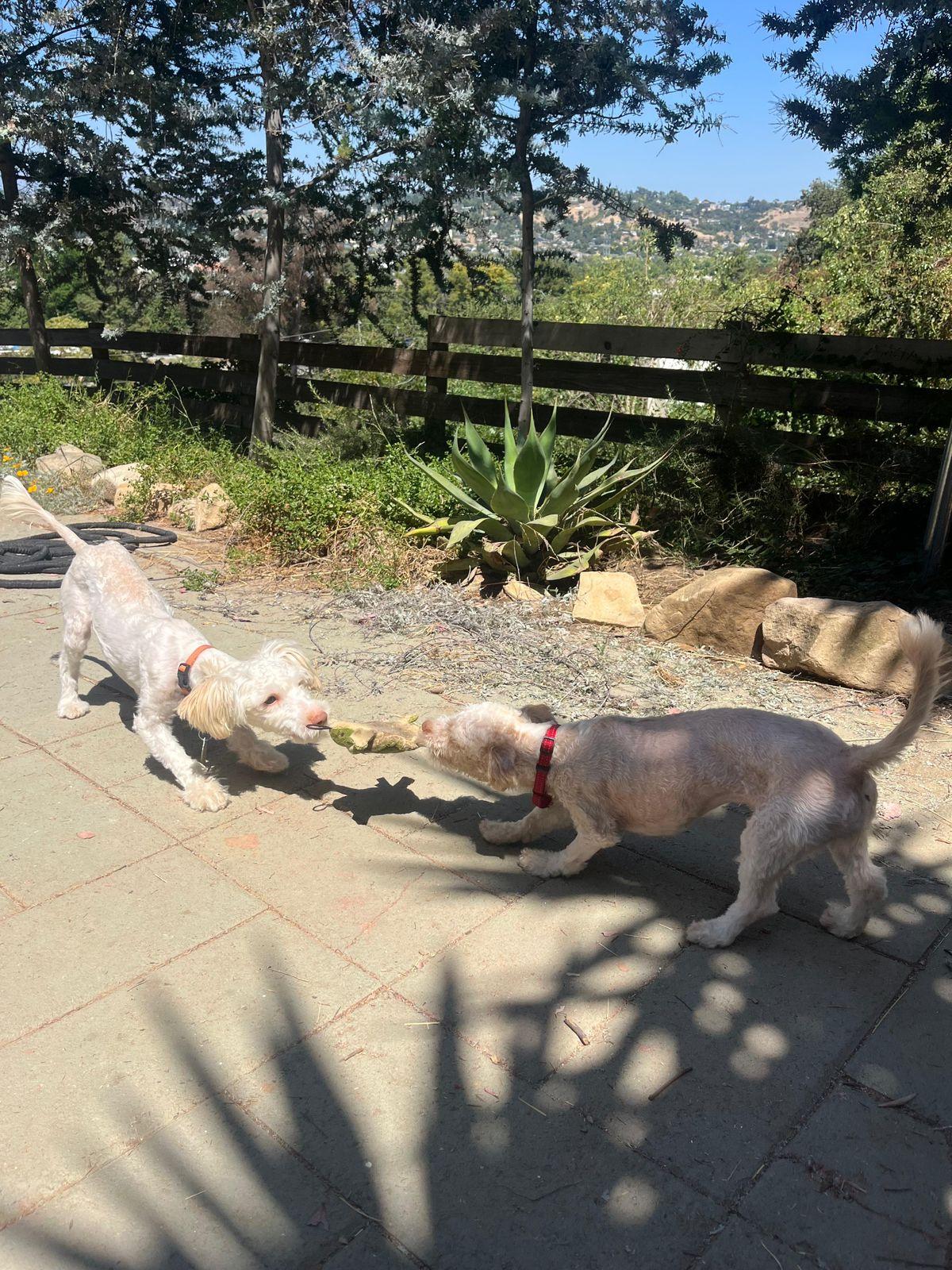 Sadie & Mabel, a ADOPTABLE mixed breed in Los Angeles, CA image 6/6