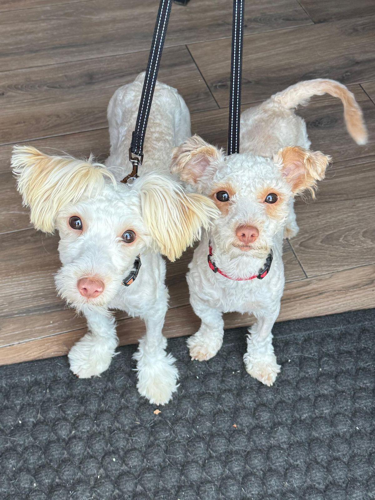 Sadie & Mabel, a ADOPTABLE mixed breed in Los Angeles, CA image 1/6