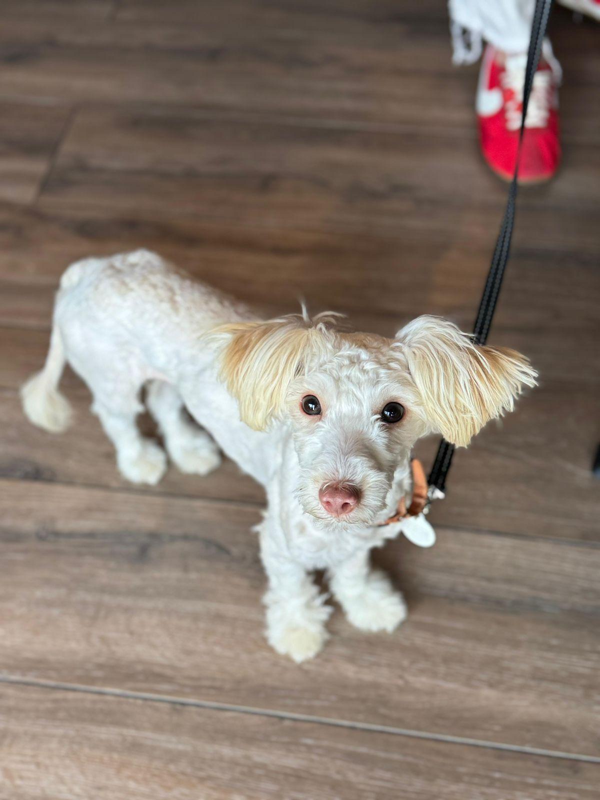 Sadie & Mabel, a ADOPTABLE mixed breed in Los Angeles, CA image 5/6