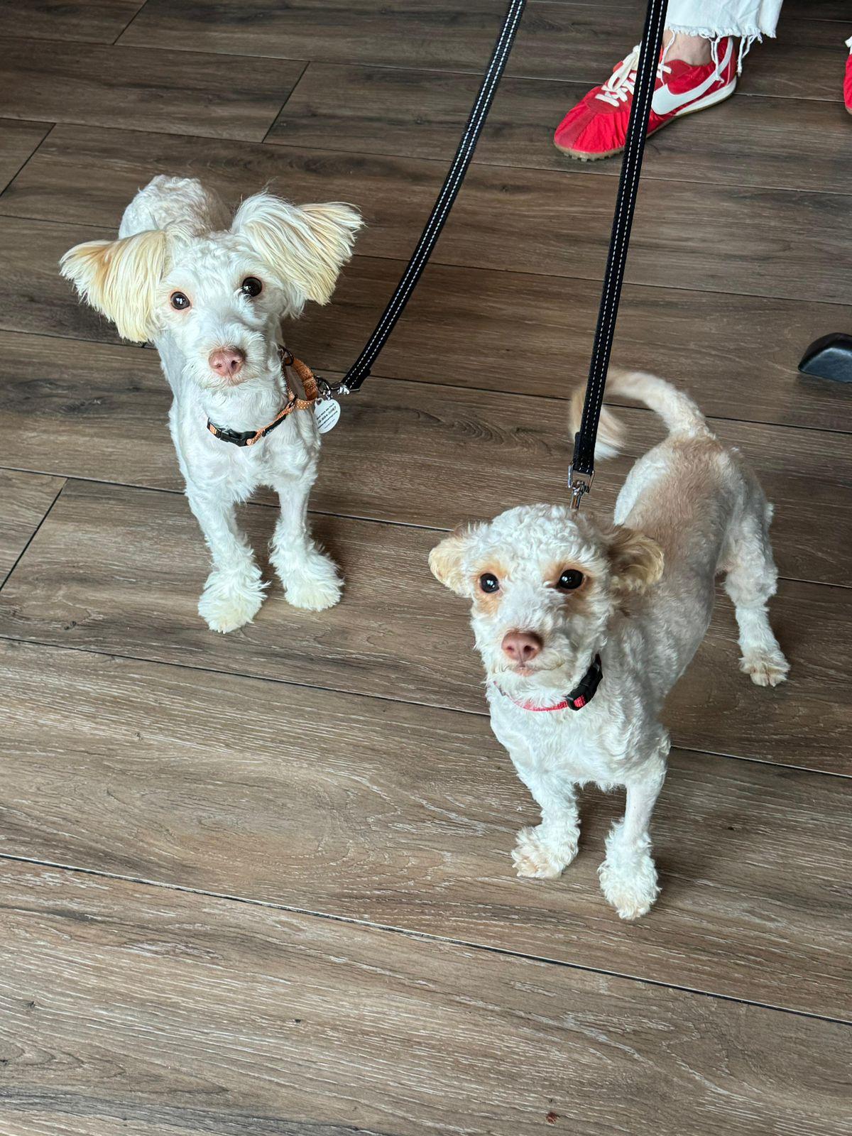 Sadie & Mabel, a ADOPTABLE mixed breed in Los Angeles, CA image 3/6
