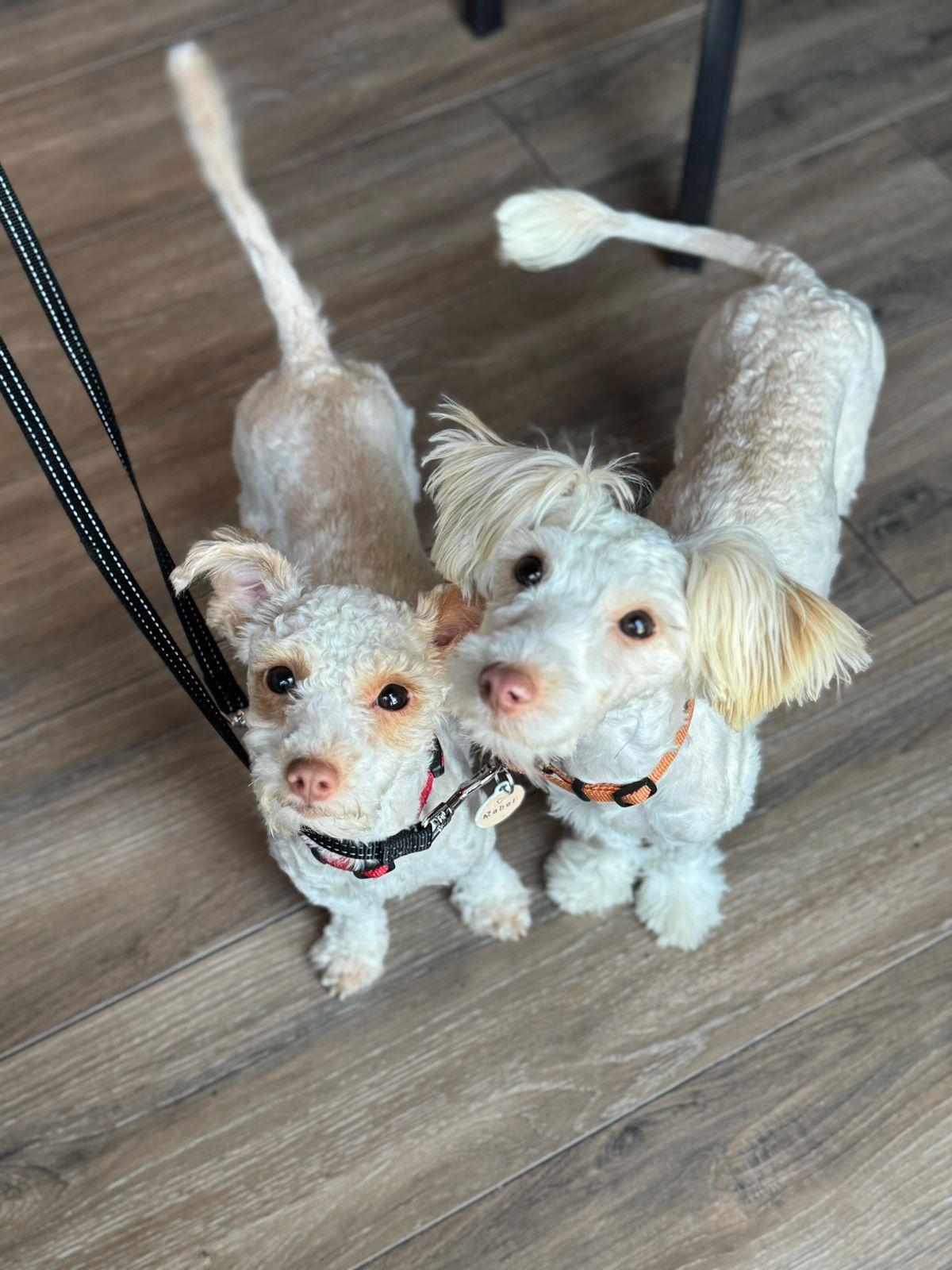 Sadie & Mabel, a ADOPTABLE mixed breed in Los Angeles, CA image 4/6