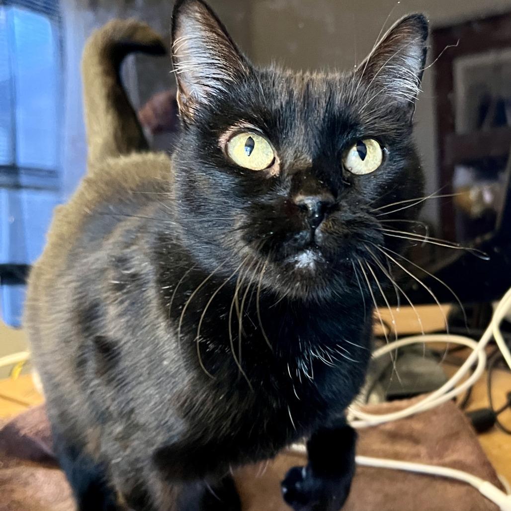 Auntie Em, Adoptable, Adult Female Domestic Short Hair.