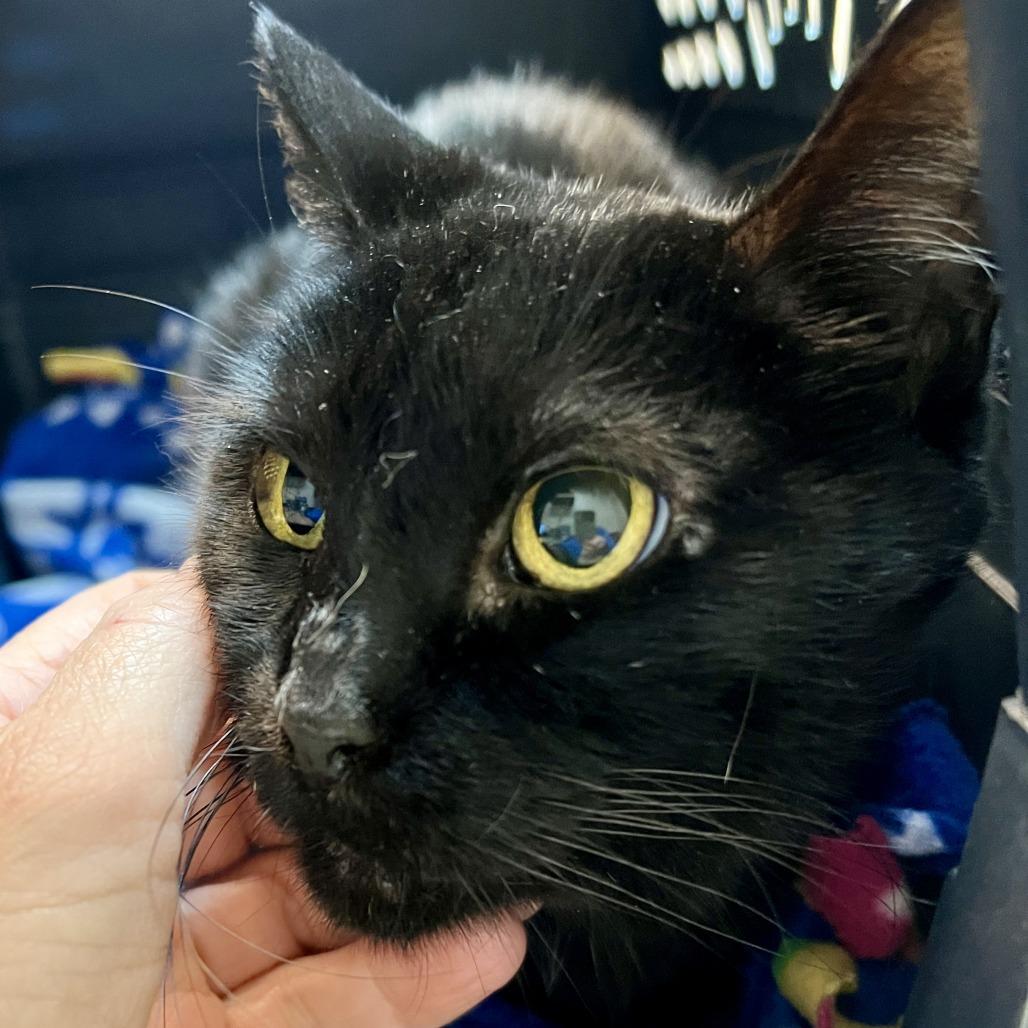 Enlarge Auntie Em, a Adoptable Domestic Short Hair in St. Louis, MO image 5/6