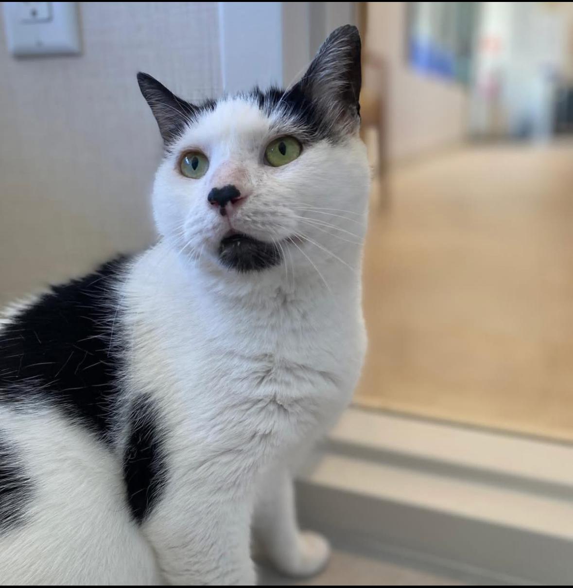 Enlarge Atlas, a Adoptable Domestic Short Hair in Miami, FL image 1/1