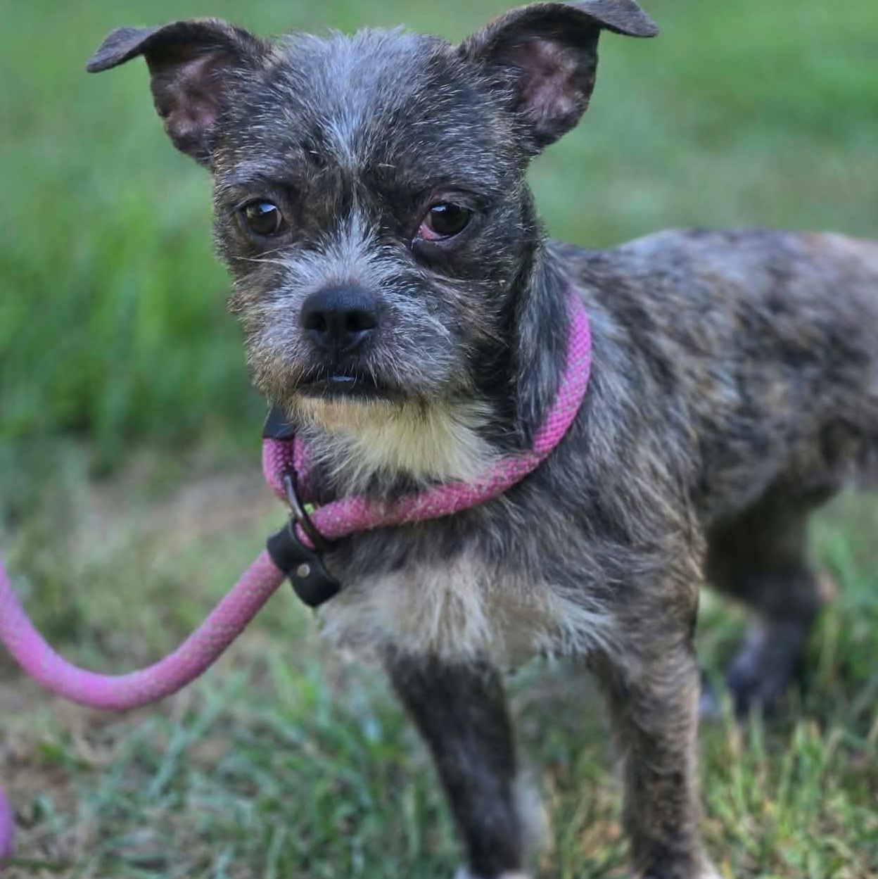 Enlarge Tallulah, a Adoptable mixed breed in Tylertown, MS image 2/2