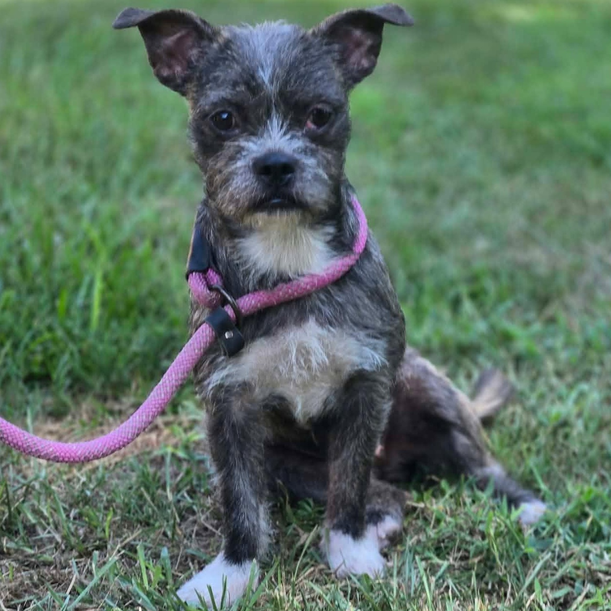 Enlarge Tallulah, a Adoptable mixed breed in Tylertown, MS image 1/2