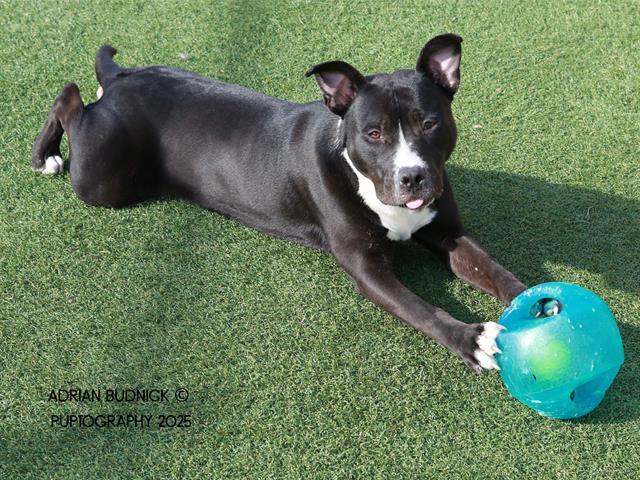 SNAIL, Adoptable, Young Male Mixed Breed.