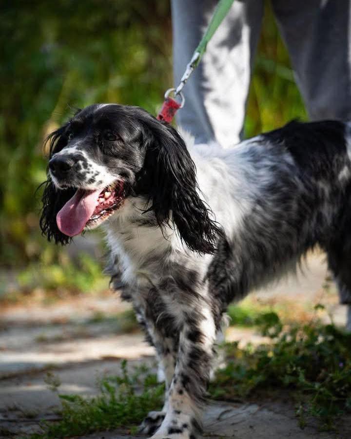 Enlarge Zaira, a Adoptable Setter in Scarborough, ON image 3/4