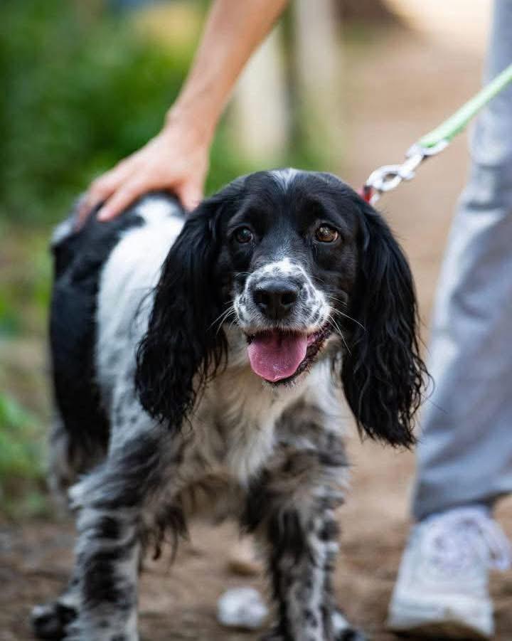 Enlarge Zaira, a Adoptable Setter in Scarborough, ON image 4/4