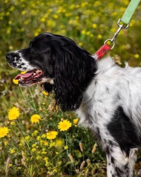 Enlarge Zaira, a Adoptable Setter in Scarborough, ON image 2/4