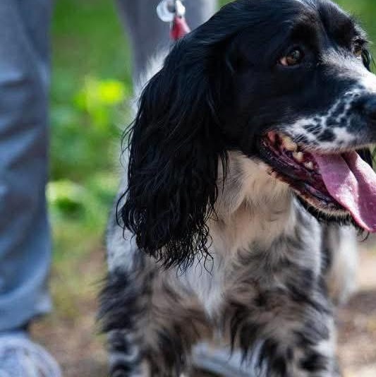 Enlarge Zaira, a Adoptable Setter in Scarborough, ON image 1/4