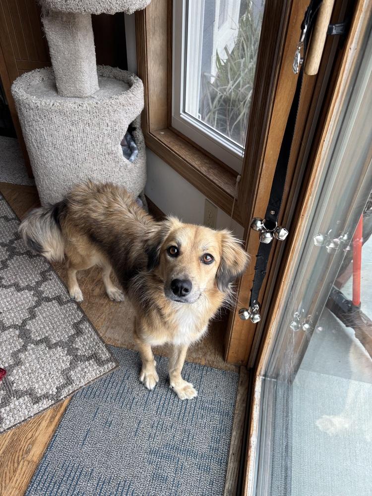 Enlarge Winnie, a Adoptable mixed breed in Union Grove, WI image 1/2