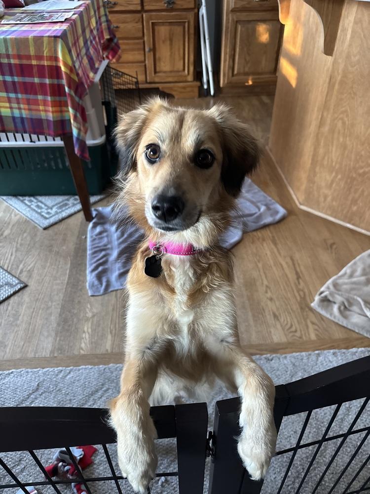 Enlarge Winnie, a Adoptable mixed breed in Union Grove, WI image 2/2