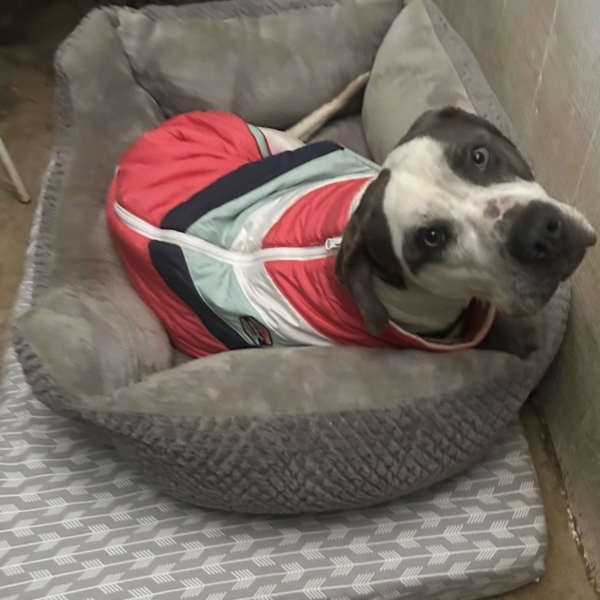 Enlarge WYATT , a ADOPTABLE American Bulldog in Lebec, CA image 1/2