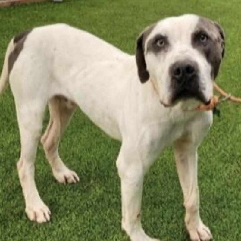 Enlarge WYATT , a ADOPTABLE American Bulldog in Lebec, CA image 2/2