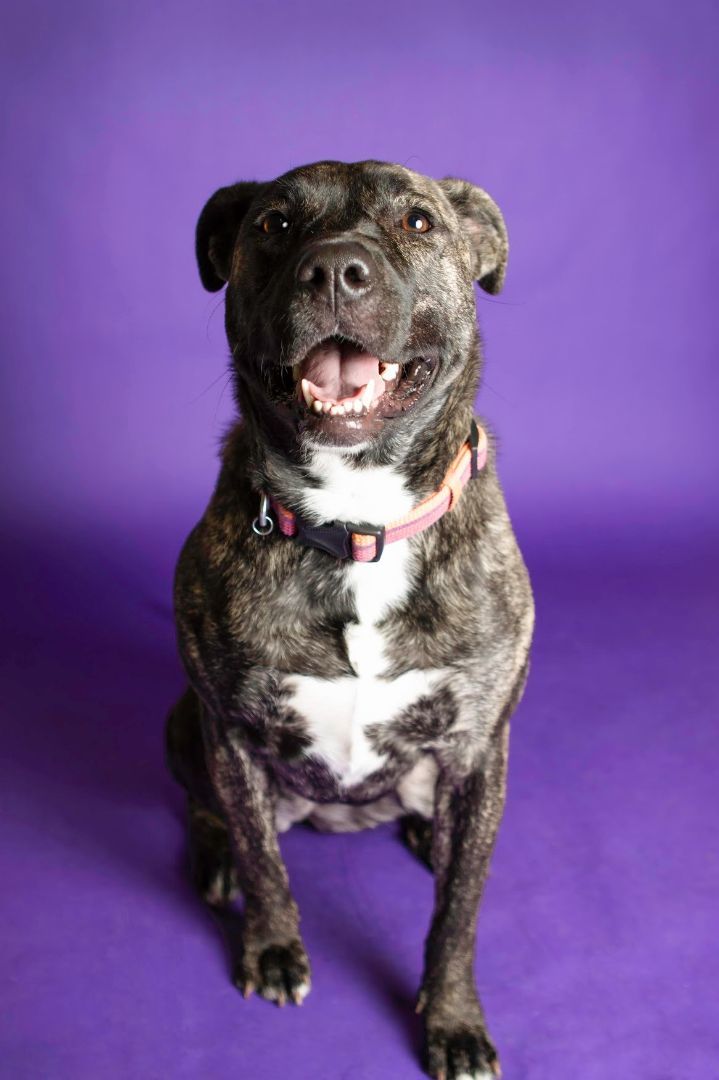 Enlarge Nova, a Adoptable Pit Bull Terrier in Eagle, ID image 9/11
