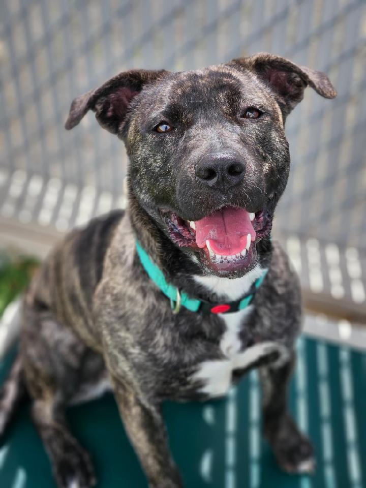 Enlarge Nova, a Adoptable Pit Bull Terrier in Eagle, ID image 10/11