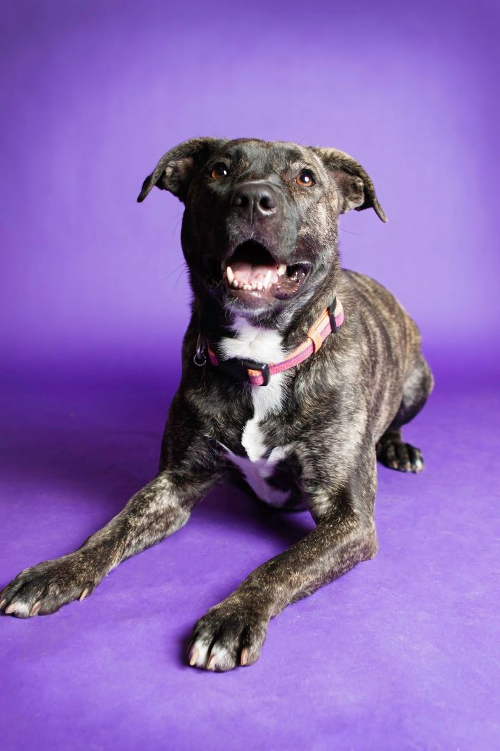 Enlarge Nova, a Adoptable Pit Bull Terrier in Eagle, ID image 11/11