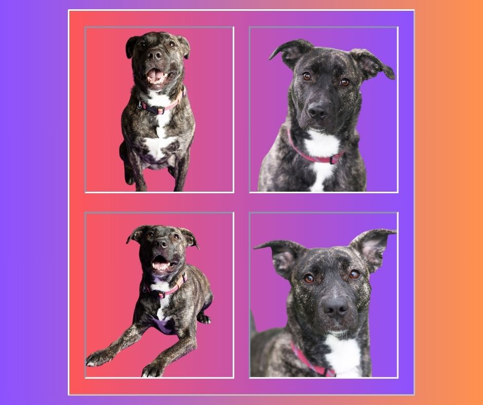 Enlarge Nova, a Adoptable Pit Bull Terrier in Eagle, ID image 1/11