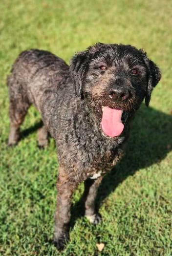 Enlarge Bart (Foster or Adopter Needed!), a Adoptable mixed breed in Westwood, NJ image 4/6