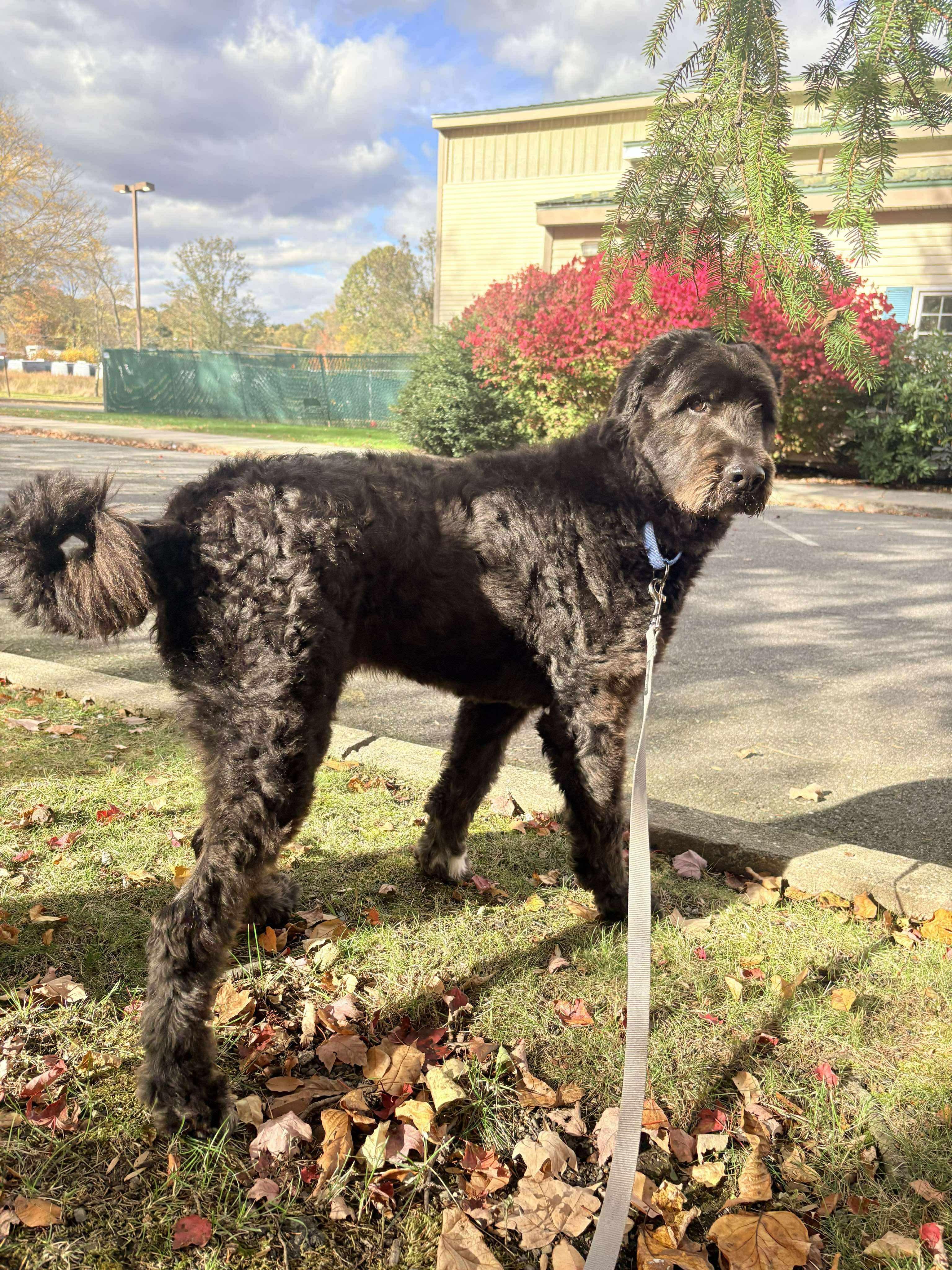 Bart (Foster or Adopter Needed!), Adoptable, Young Male Labradoodle & Labrador Retriever.
