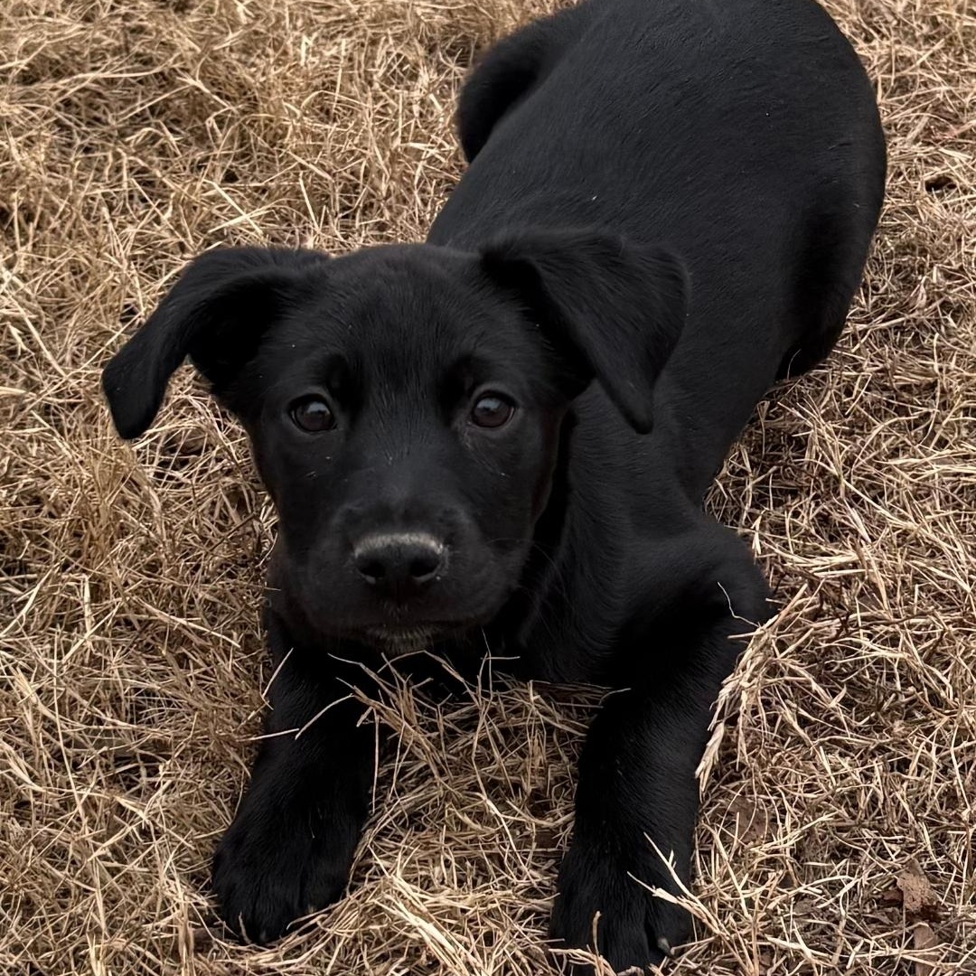 Enlarge Marli Mae, a ADOPTABLE mixed breed in Colonial Heights, VA image 2/3