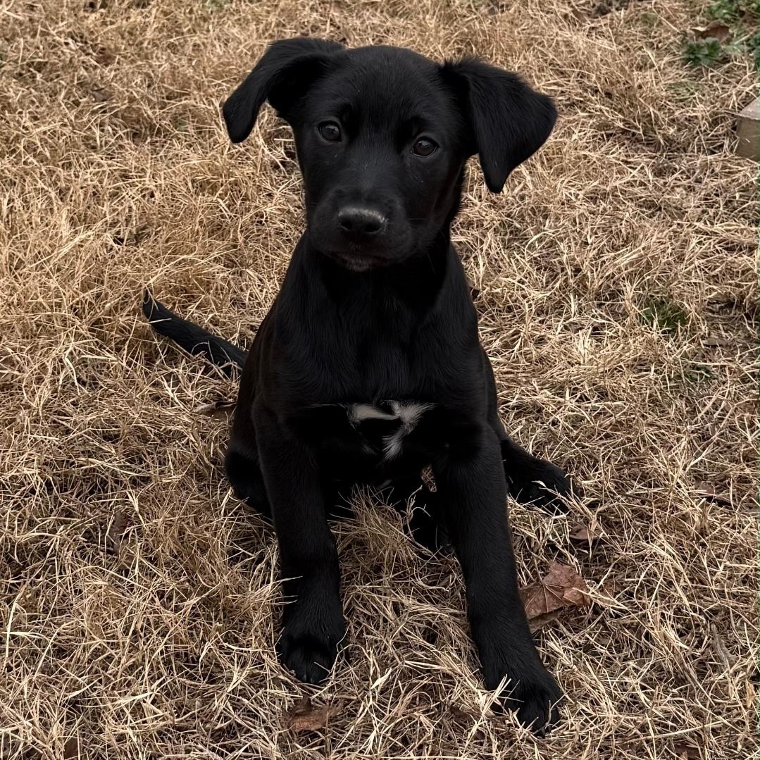 Marli Mae, ADOPTABLE, Puppy Female German Shepherd Dog & Labrador Retriever.