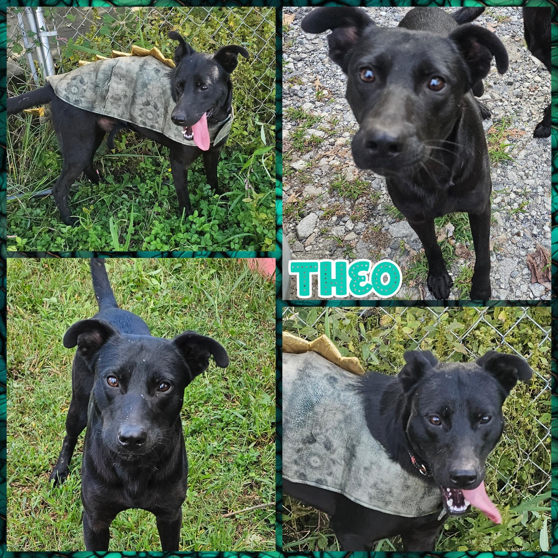 Theo, Adoptable, Young Male German Shepherd Dog & Border Collie.