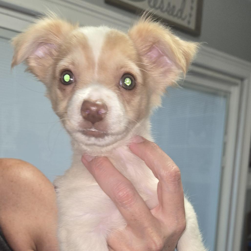 Enlarge Ava, a Adoptable mixed breed in Montgomery, TX image 1/1