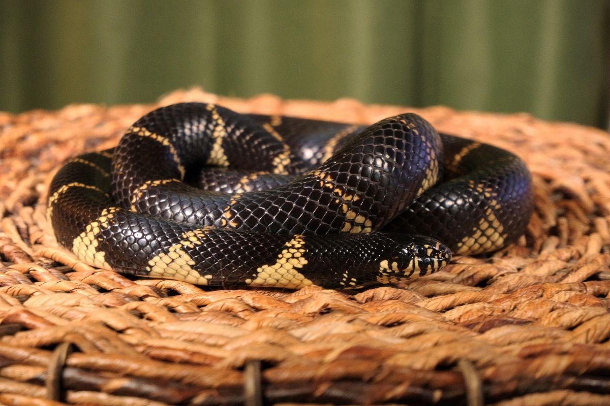 Enlarge Jeff - California Kingsnake, an adopted King / Milk in Greenfield, WI image 1/2
