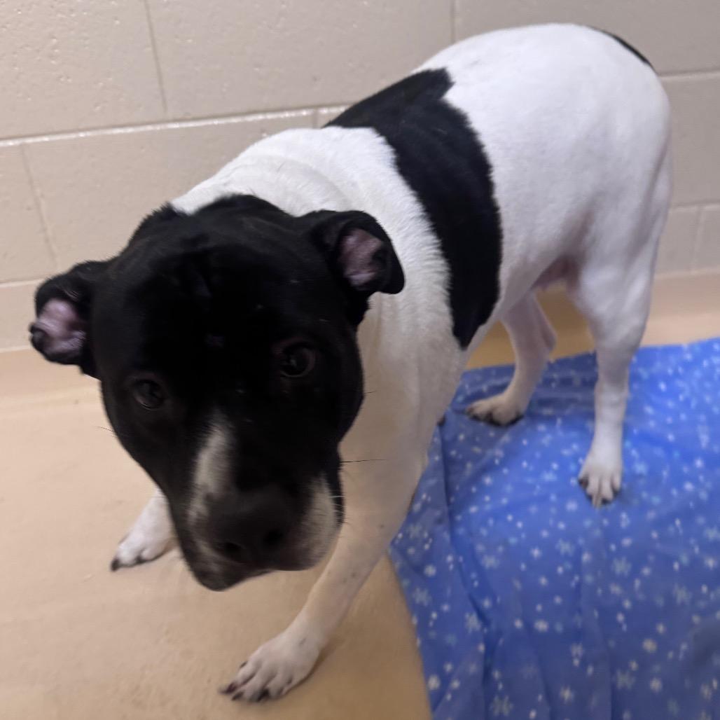 Beatrice, a Adoptable Mixed Breed in Winston-Salem, NC image 6/6