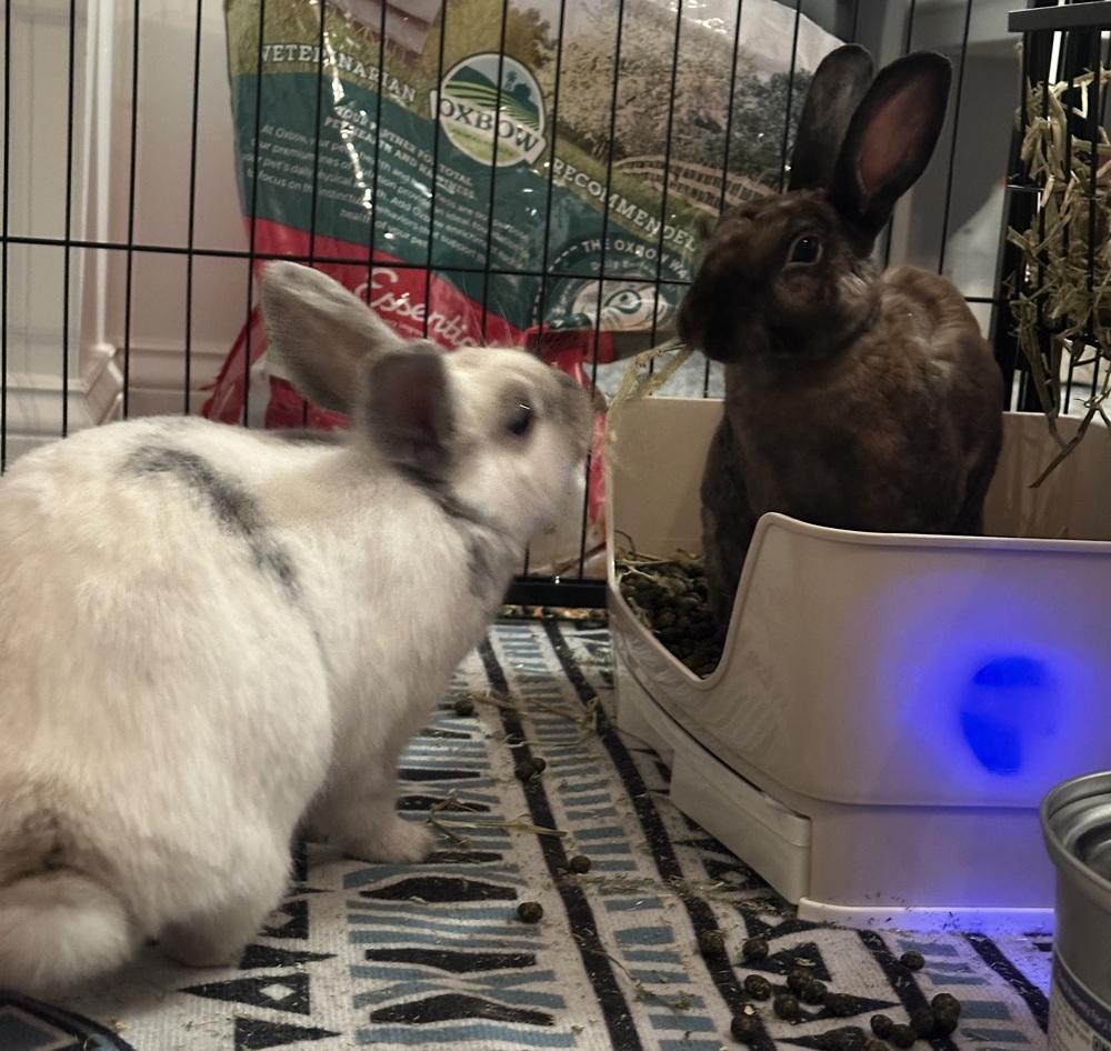 Blackberry, a Adoptable Rex in Westford, MA image 1/6